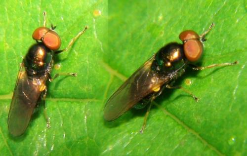 Microchrysa polita